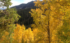 Aspens in the local Mountains 2013
