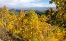 Aspen trees in the Wasatch Range Mid-Septem​ber
