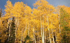 Local aspen trees at there peak